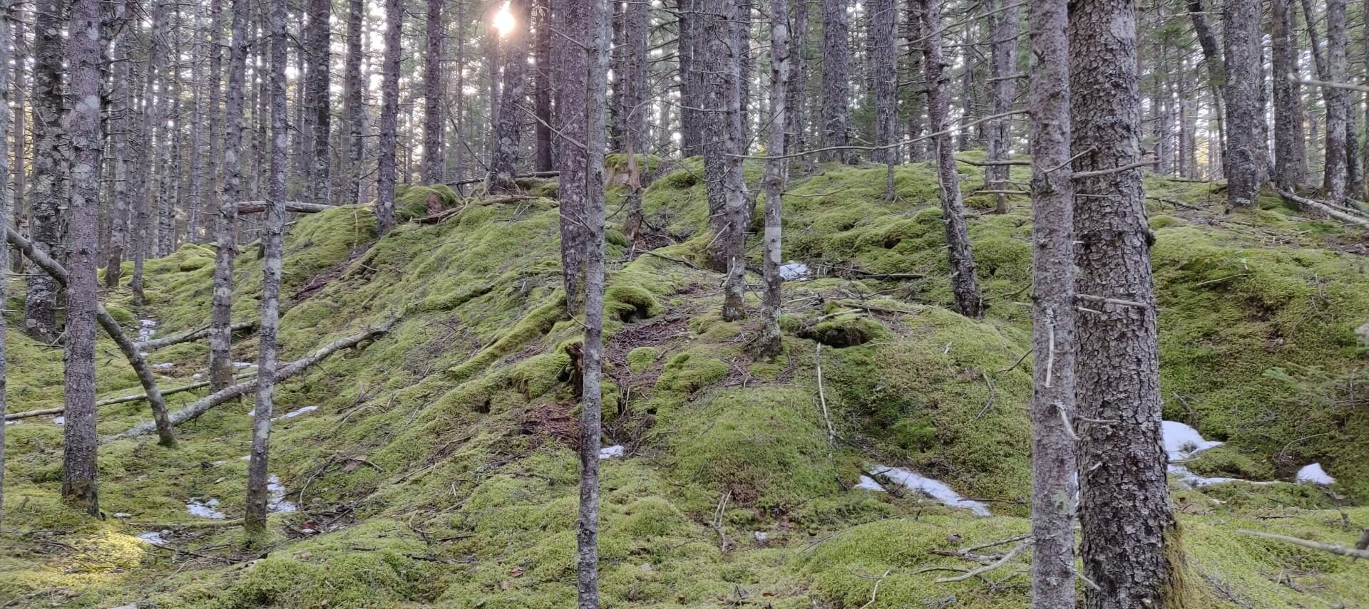 Evergreen trees in a forest, with a hilly, lush green moss forest floor, and a hint of sunshine