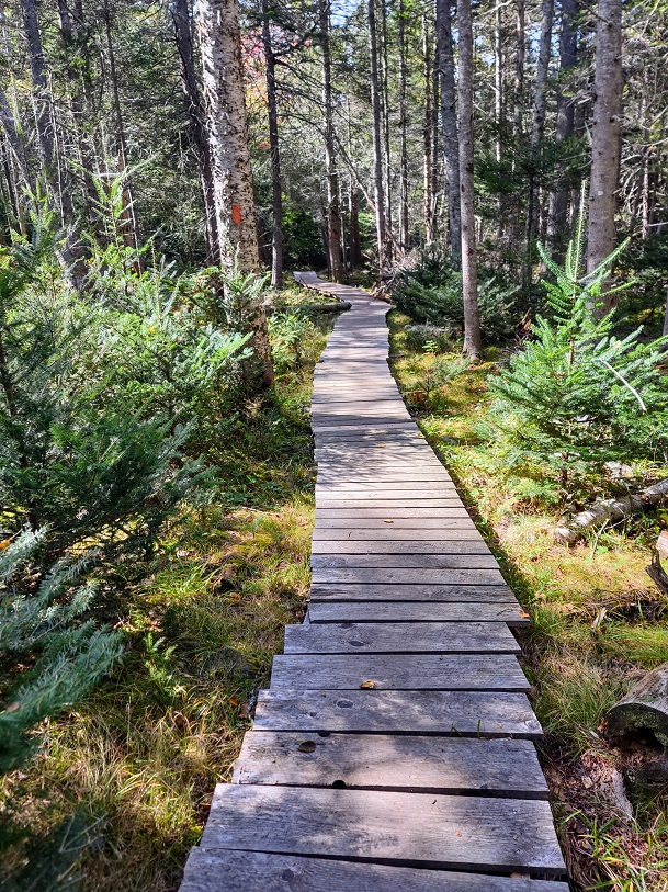 wooden boardwalk through woods