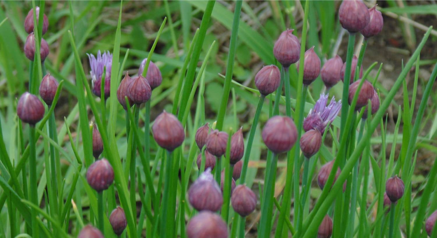 Close up view of purple flower buds in tall green grass