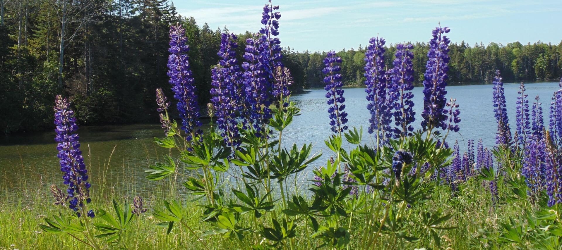 Purple lupines in tall green grasses with pond in background